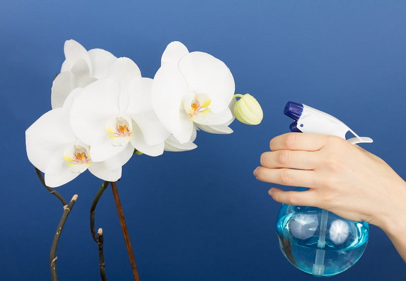 как заставить орхидею цвести круглый год