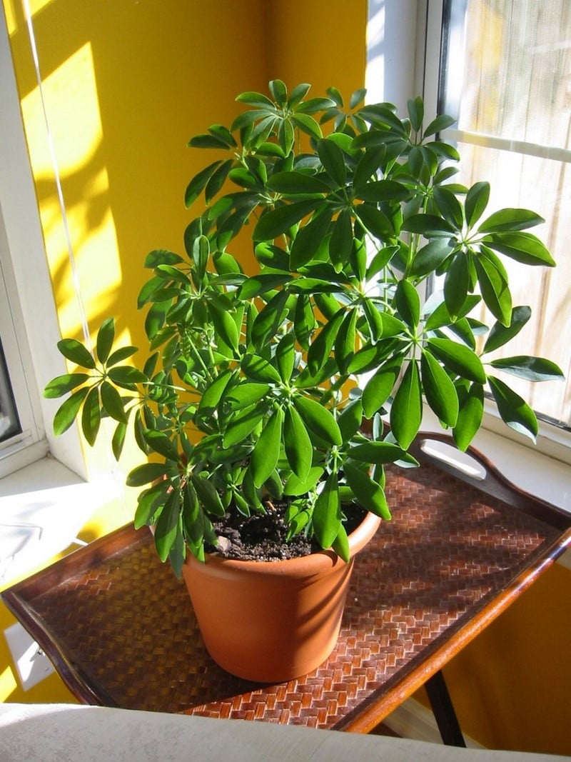 комнатные растения очищающие воздух