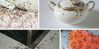 Средство от муравьев в доме