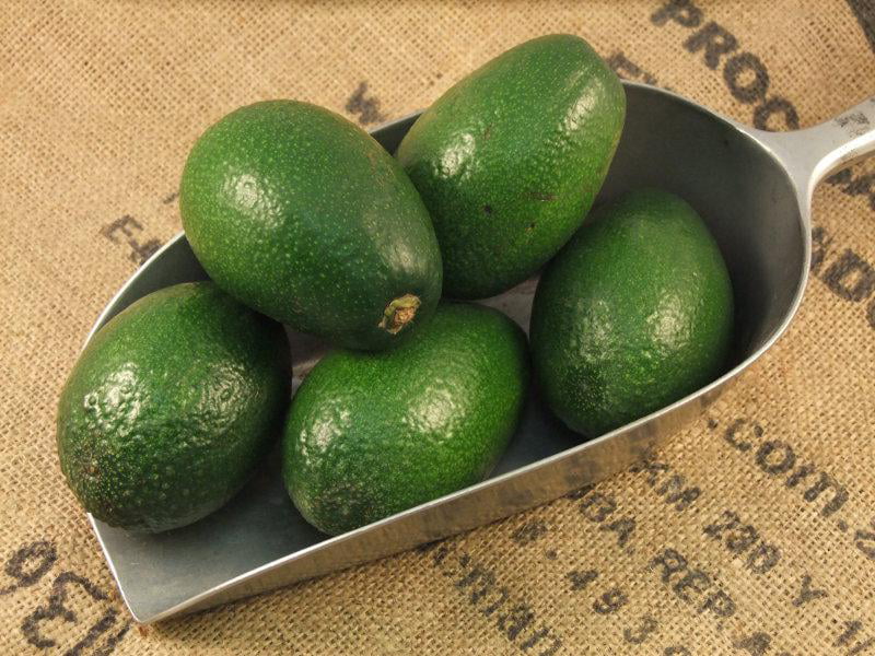 зеленые авокадо