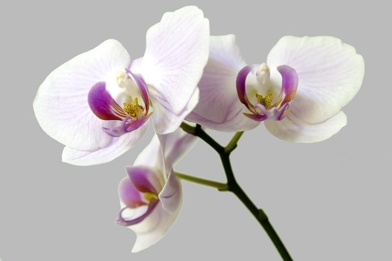 цветение орхидеи в домашних условиях