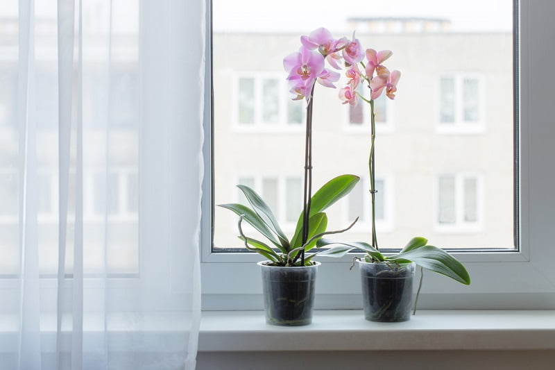 уход и цветение орхидеи