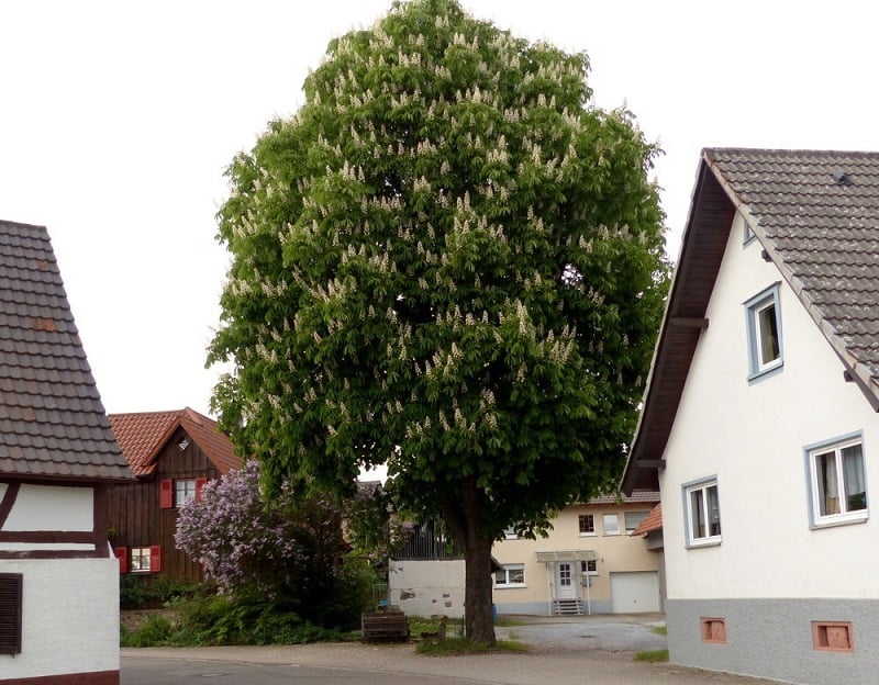 какие деревья посадить возле дома