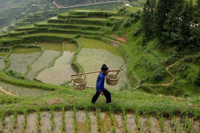 выращивание риса