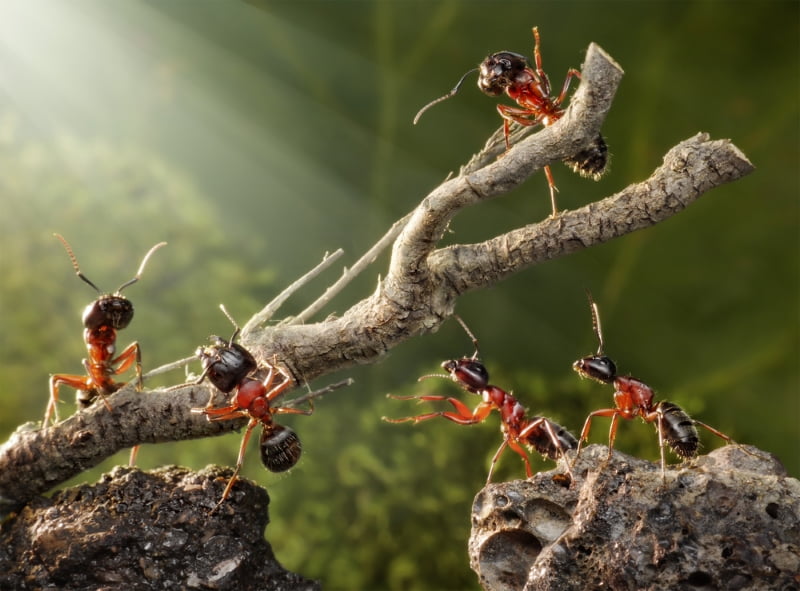 как бороться с муравьями в частном доме