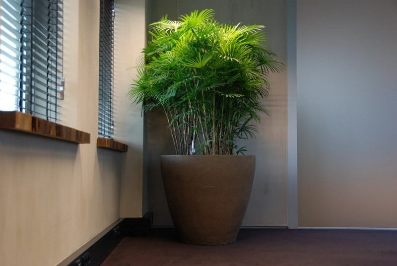 комнатные растения и их значения