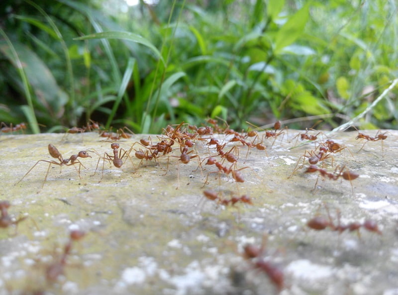 средство от муравьев
