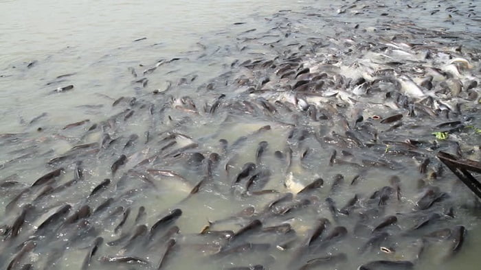 вредная рыба из вьетнама