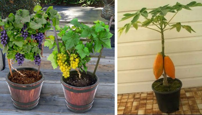 как вырастить дома эти 7 видов фруктов
