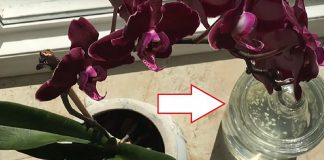 Как ухаживать за орхидеей в горшке