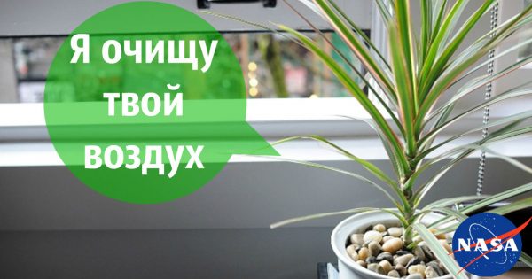 Польза комнатных растений