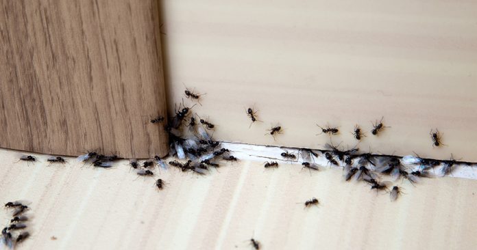Как избавиться от муравьев навсегда